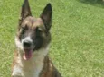 Aquiles