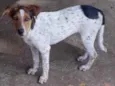 Pacoka