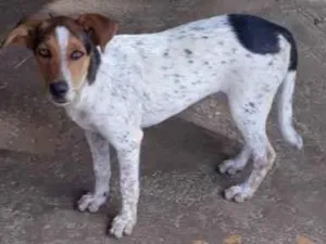 Cachorro raça Pastor com vira lata  idade 2 a 6 meses nome Pacoka