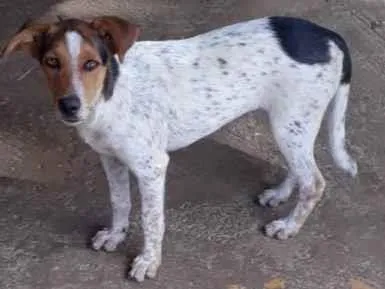 Cachorro ra a Pastor com vira lata  idade 2 a 6 meses nome Pacoka