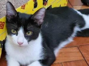 Gato raça SRD-ViraLata idade 2 a 6 meses nome Frajola Xuxu 
