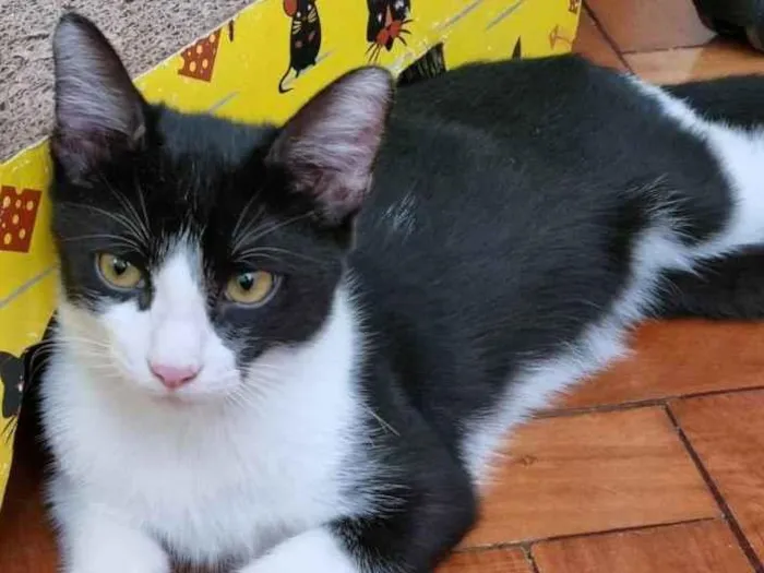 Gato ra a SRD-ViraLata idade 2 a 6 meses nome Frajola Xuxu 