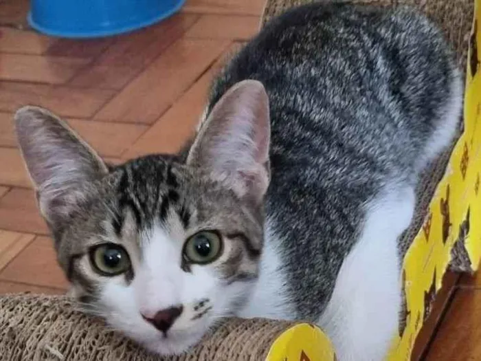 Gato ra a SRD-ViraLata idade 2 a 6 meses nome Vavá