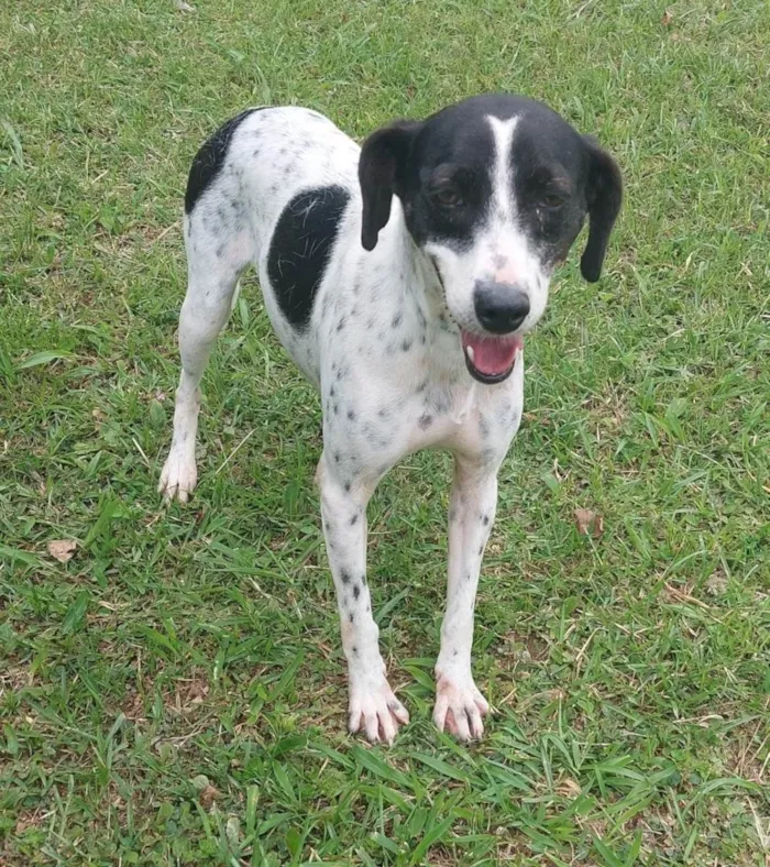 Cachorro ra a SRD-ViraLata idade 4 anos nome Gina