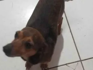 Cachorro raça Fox Paulistinha  idade 3 anos nome Linguiça 