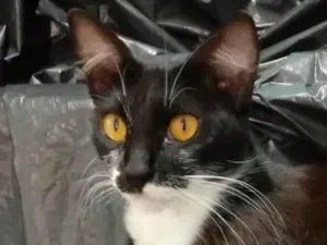 Gato raça SRD-ViraLata idade 7 a 11 meses nome Clara