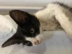 Gato raça SRD-ViraLata idade Abaixo de 2 meses nome Não tem