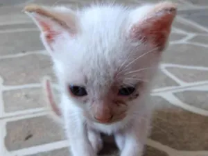 Gato raça SRD-ViraLata idade 2 a 6 meses nome OLAVINHO