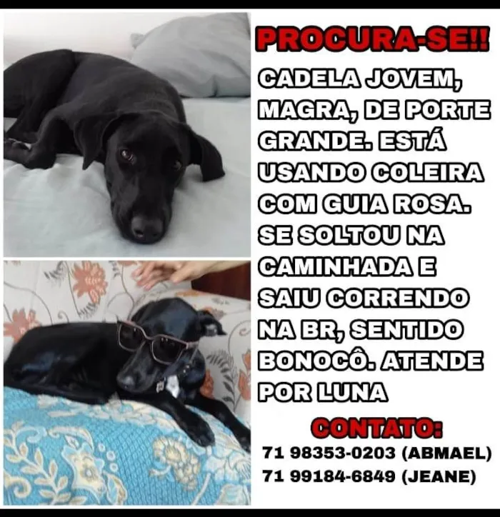 Cachorro ra a SRD-ViraLata idade 2 anos nome Luna