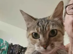 Gato raça Felino SRD idade 1 ano nome Julieta