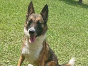 Cachorro raça SRD-ViraLata idade 2 anos nome Aquiles 