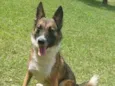 Aquiles