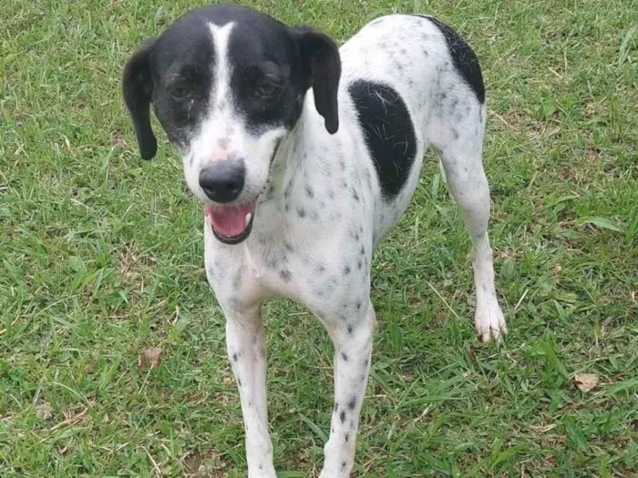 Cachorro ra a SRD-ViraLata idade 4 anos nome Gina