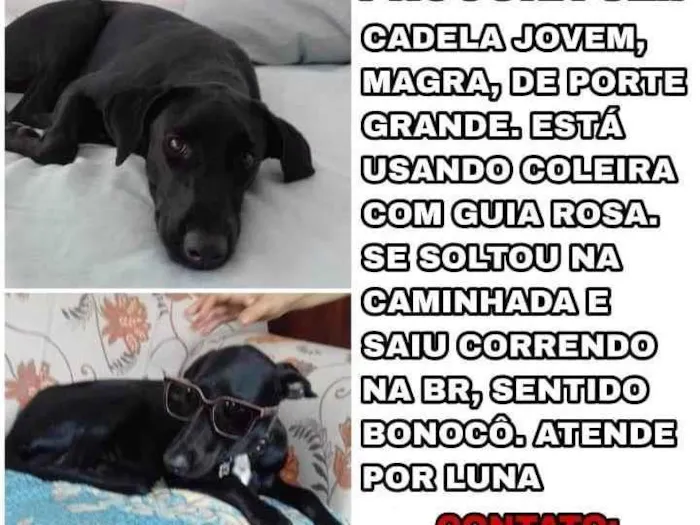 Cachorro ra a SRD-ViraLata idade 2 anos nome Luna