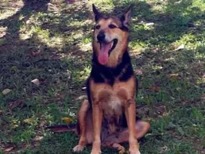 Cachorro raça SRD-ViraLata idade 6 ou mais anos nome Hana