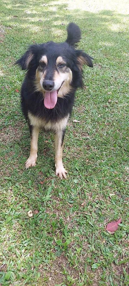 Cachorro ra a SRD-ViraLata idade 2 anos nome Leon