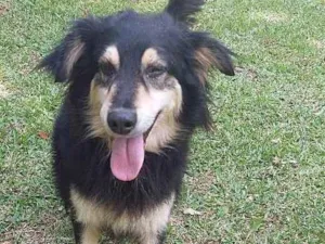 Cachorro raça SRD-ViraLata idade 2 anos nome Leon