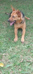 Juninho