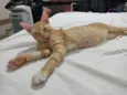 Legolas