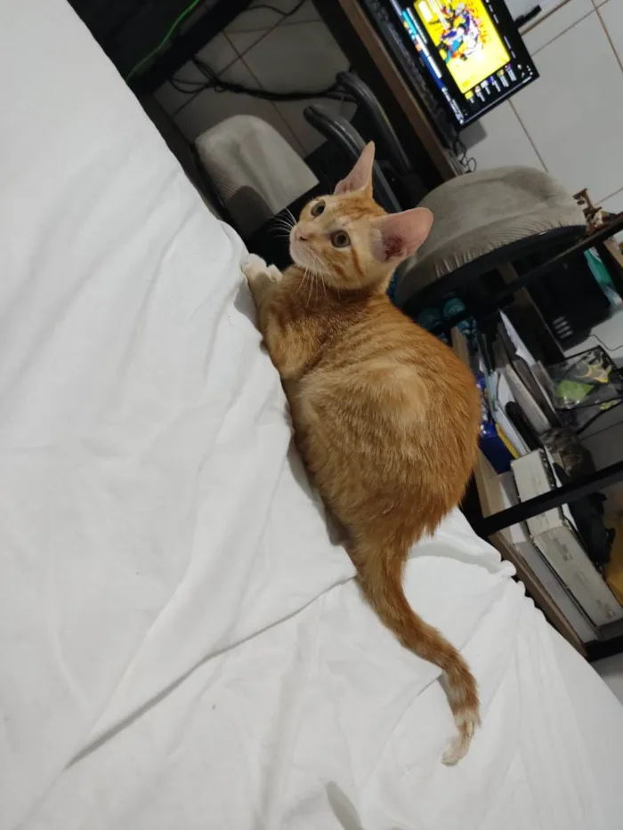 Gato ra a SRD-ViraLata idade 2 a 6 meses nome Legolas 