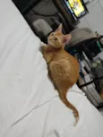 Legolas