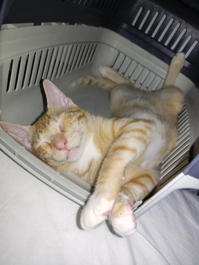 Gato ra a SRD-ViraLata idade 2 a 6 meses nome Legolas 