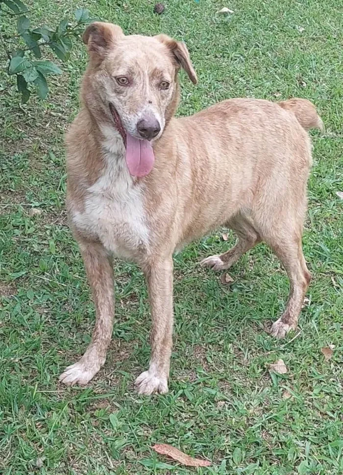 Cachorro ra a SRD-ViraLata idade 2 anos nome Liz