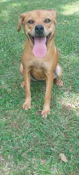 Catarina