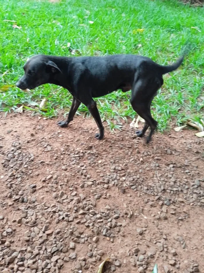 Cachorro ra a Pit-Bull com Labrador idade 2 anos nome Negão