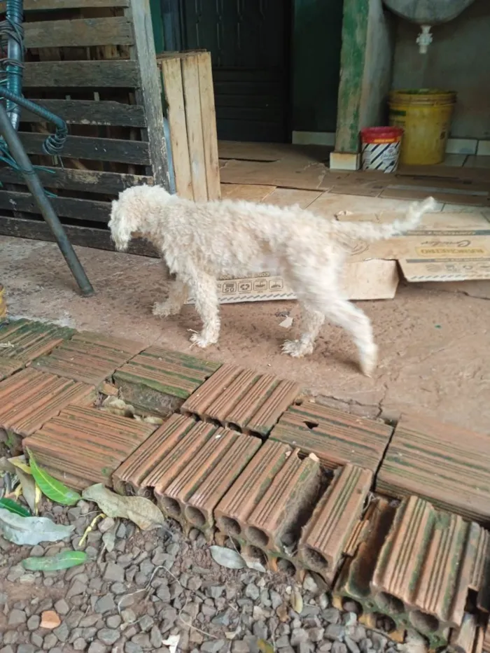 Cachorro ra a Poddle com vira lata idade 4 anos nome Dolly