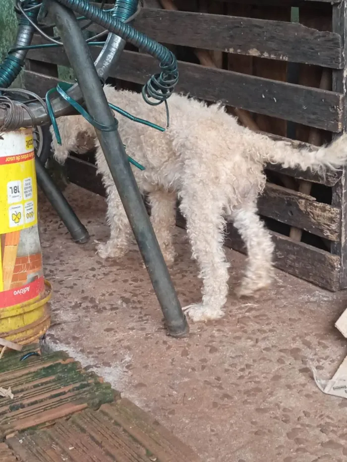 Cachorro ra a Poddle com vira lata idade 4 anos nome Dolly