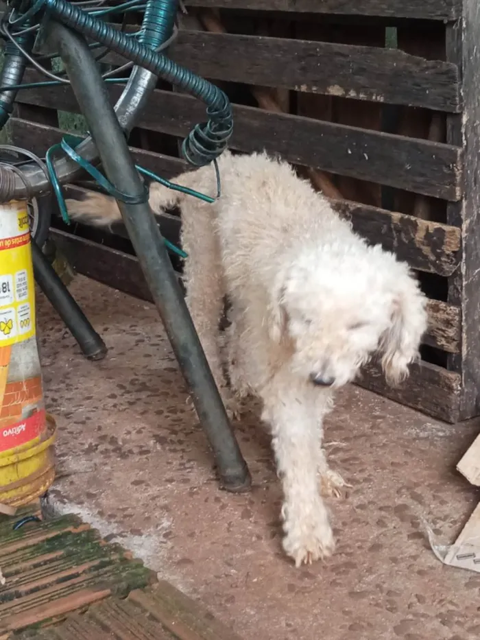 Cachorro ra a Poddle com vira lata idade 4 anos nome Dolly