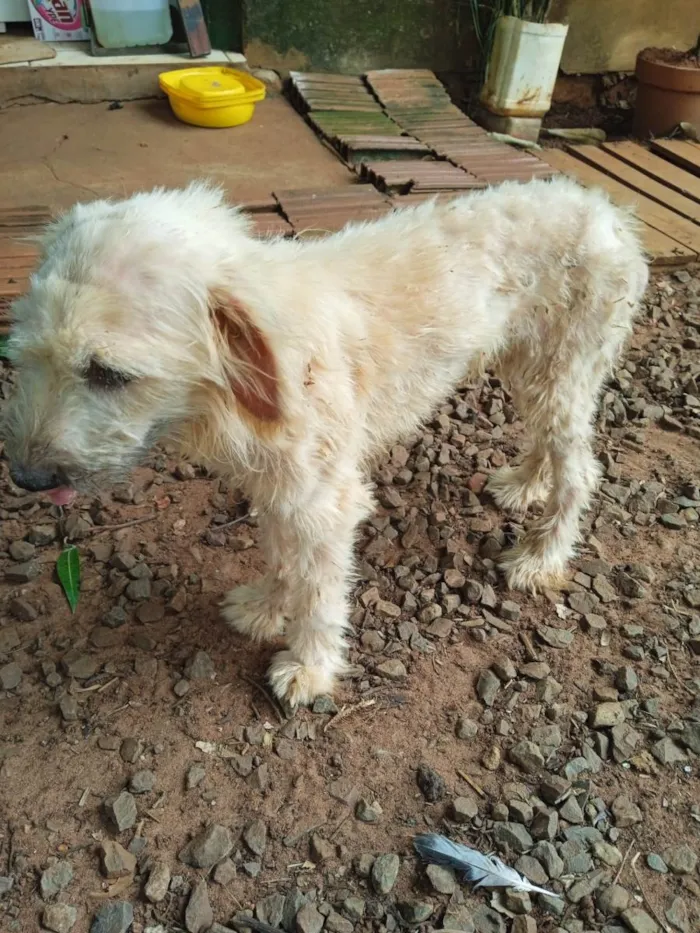 Cachorro ra a Poddle vira lata idade 2 anos nome Emma