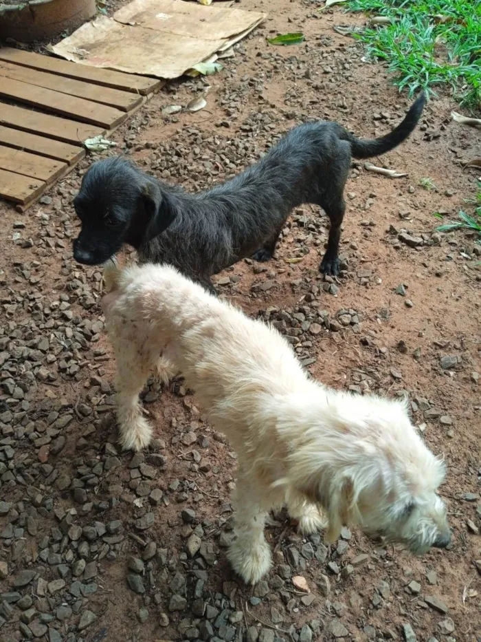 Cachorro ra a Poddle vira lata idade 2 anos nome Emma