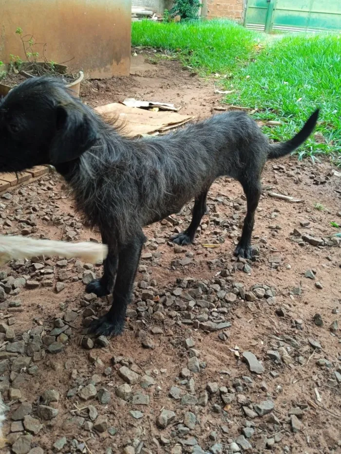 Cachorro ra a SRD-ViraLata idade 2 anos nome Úrsula 