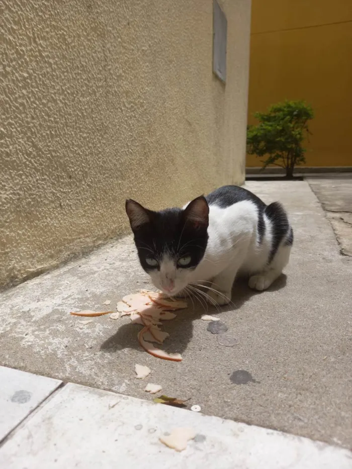 Gato ra a  idade 2 a 6 meses nome Gatinha