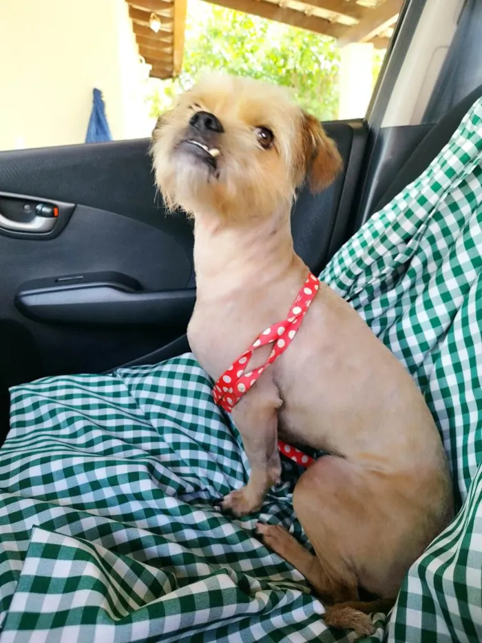 Cachorro ra a SRD idade 2 a 6 meses nome Filhotes 