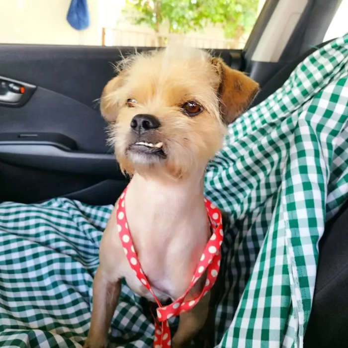 Cachorro ra a Lhasa Apso mistura  idade 7 a 11 meses nome BUCK 