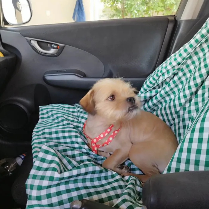 Cachorro ra a Lhasa Apso mistura  idade 7 a 11 meses nome BUCK 
