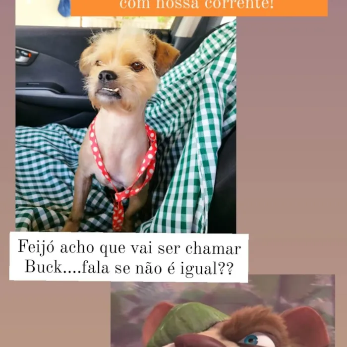 Cachorro ra a Lhasa Apso mistura  idade 7 a 11 meses nome BUCK 