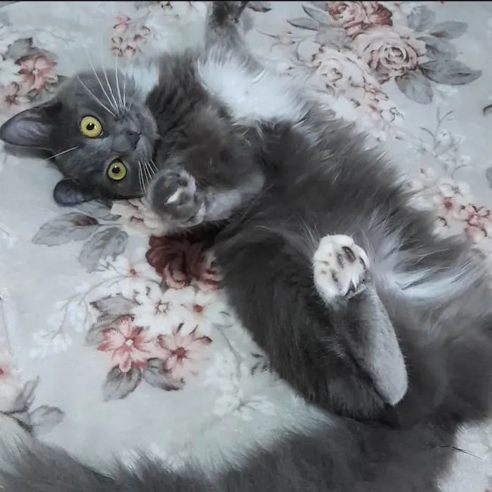 Gato raça SRD idade 7 a 11 meses nome POLLY