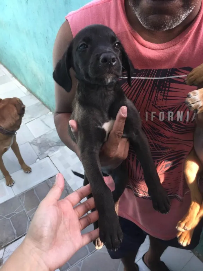 Cachorro ra a Srd idade 2 a 6 meses nome Não possui nome
