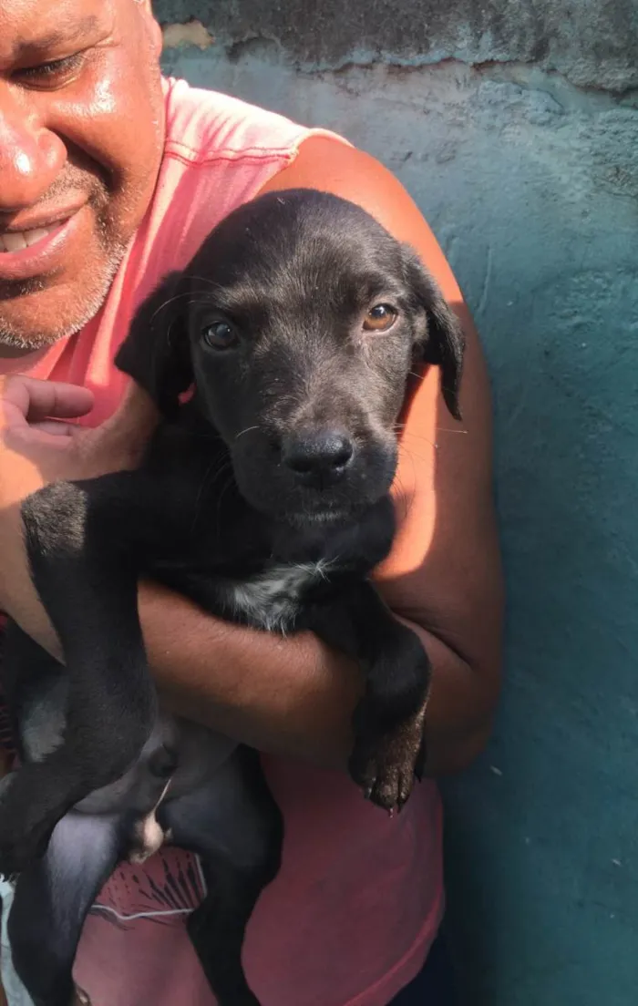 Cachorro ra a Srd idade 2 a 6 meses nome Não possui nome