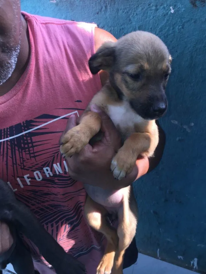 Cachorro ra a Srd idade 2 a 6 meses nome Não possui nome