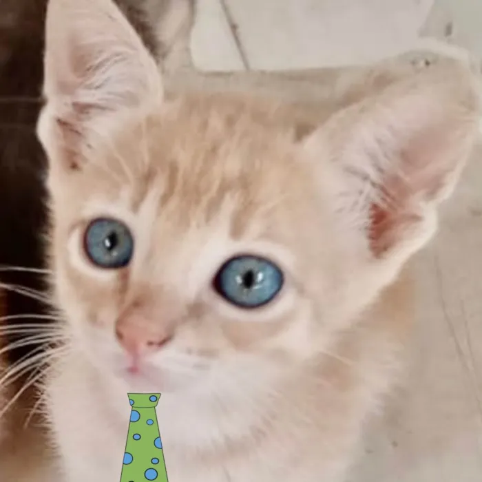 Gato ra a Mestica  idade 2 a 6 meses nome Nino 