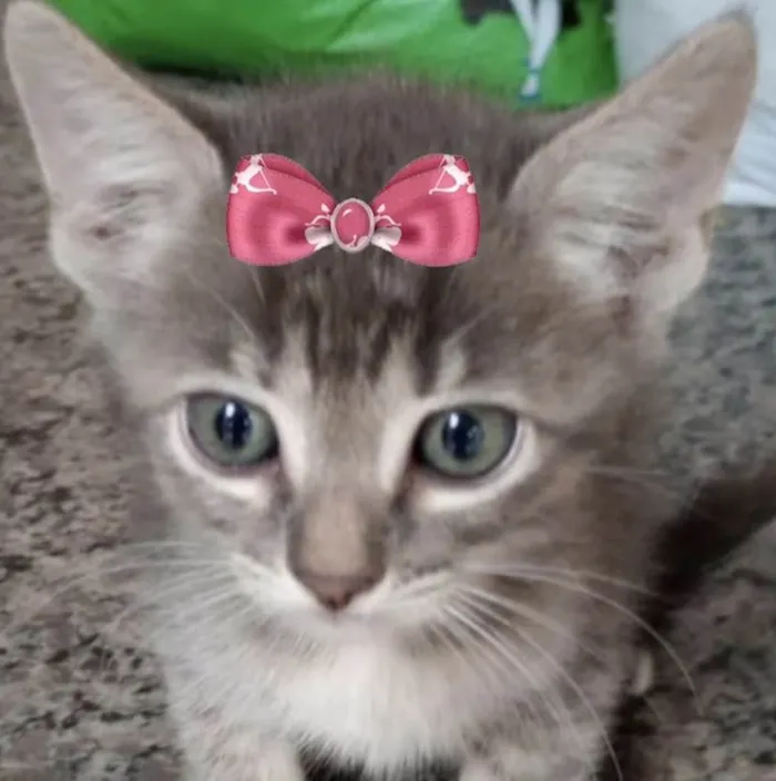 Gato ra a Mestica  idade 2 a 6 meses nome Bia 