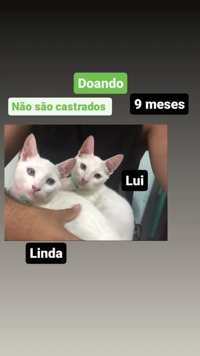 Gato ra a Gatos Brancos idade 7 a 11 meses nome Chamo eles de lui e linda