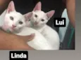 Chamo eles de lui e linda