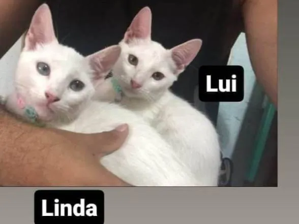 Gato ra a Gatos Brancos idade 7 a 11 meses nome Chamo eles de lui e linda