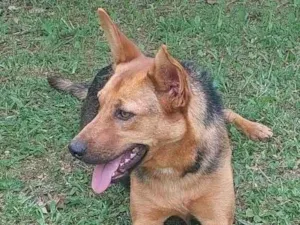 Cachorro raça SRD-ViraLata idade 1 ano nome Juninho